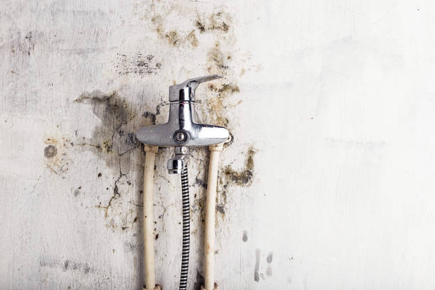 Best Black Mold Removal  in Westland, MI