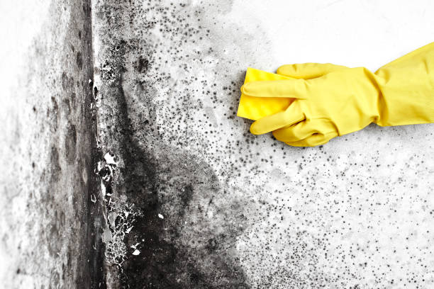 Best Mold Testing  in Westland, MI