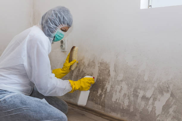 Best Mold Damage Repair  in Westland, MI
