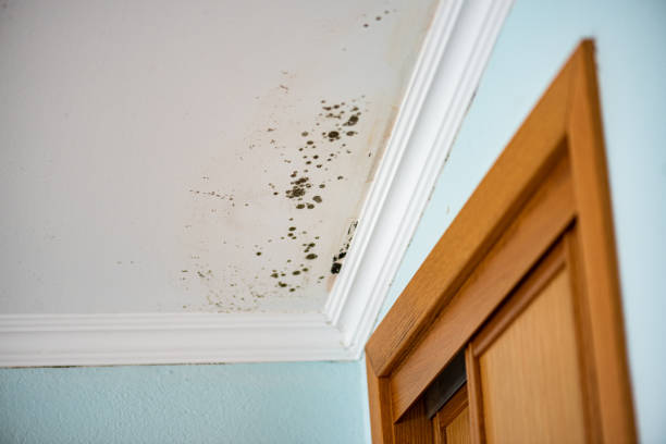Best Fast Mold Removal  in Westland, MI