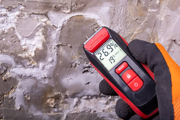 Best Crawl Space Mold Removal  in Westland, MI