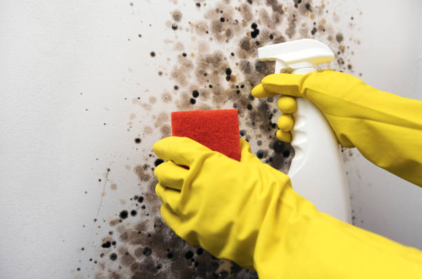 Best Mold Removal Company Near Me  in Westland, MI