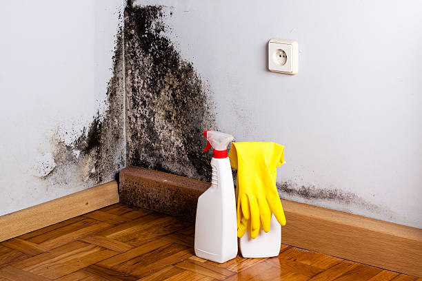 Best Residential Mold Removal  in Westland, MI