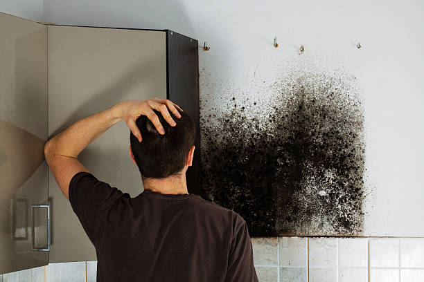 Trusted Westland, MI Mold Removal Experts