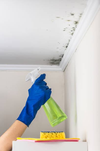 Best Home Mold Removal  in Westland, MI