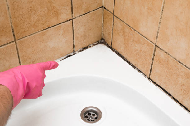 Attic Mold Removal in Westland, MI
